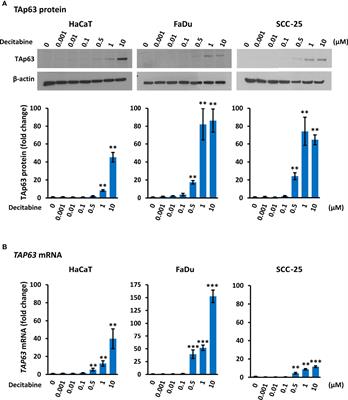 DNA Demethylation Switches Oncogenic ΔNp63 to Tumor Suppressive TAp63 in Squamous Cell Carcinoma